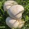 Puffballs