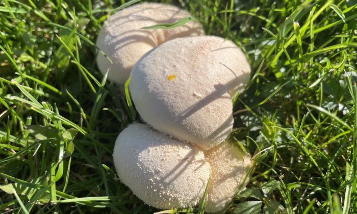 Puffballs