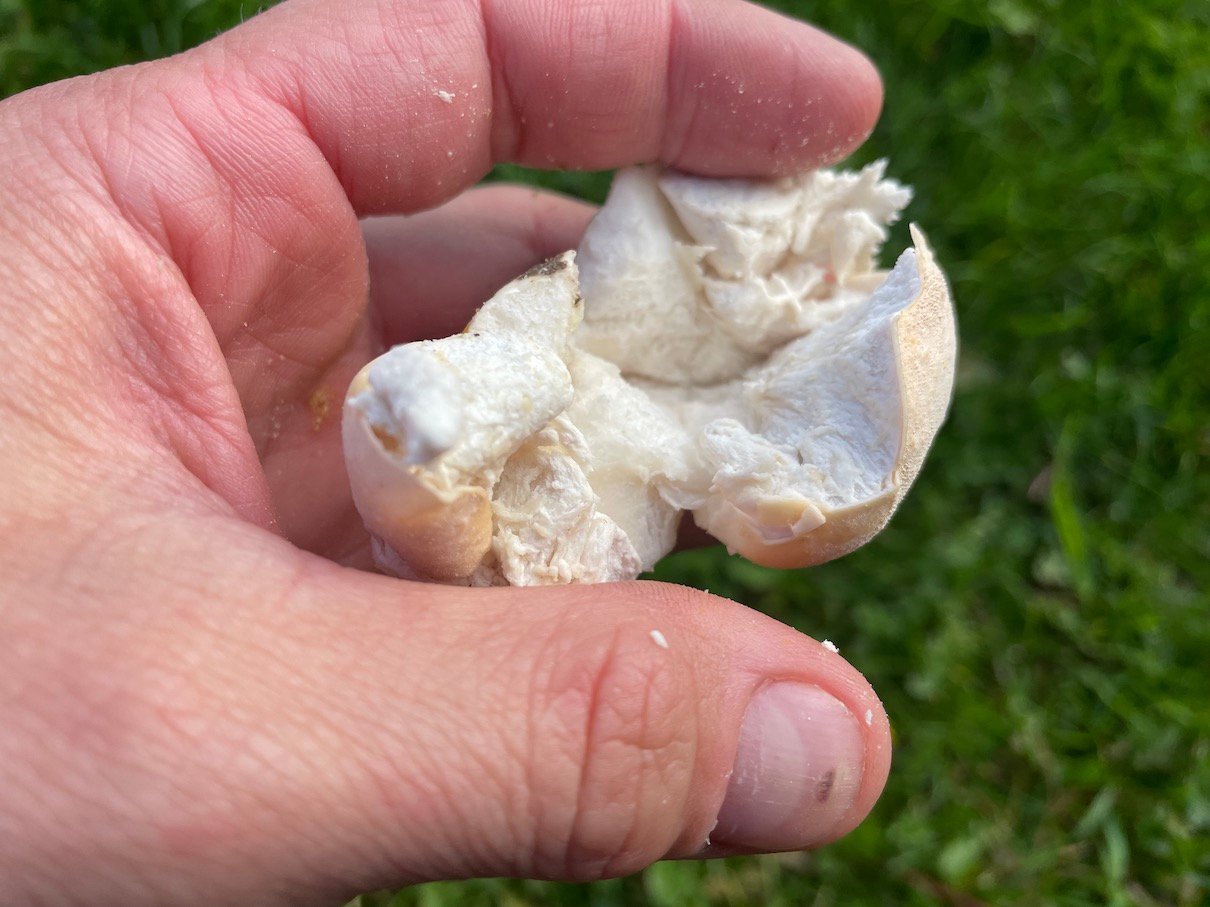 Puffballs 