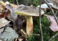 Mushrooms