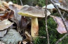 Mushrooms