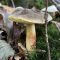 Mushrooms