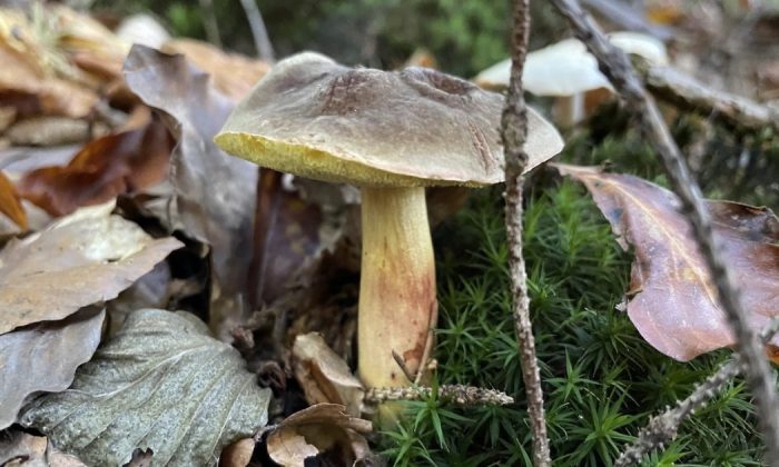 Mushrooms