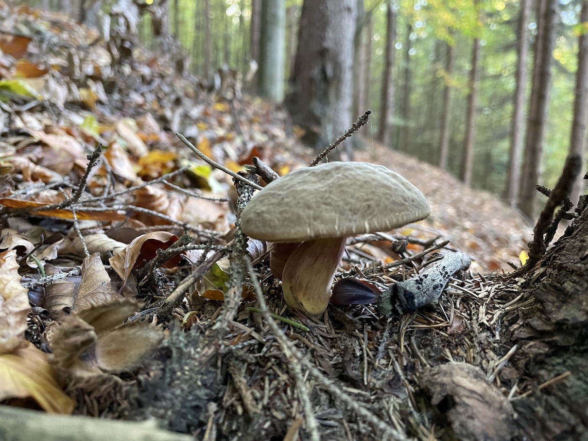 Mushrooms