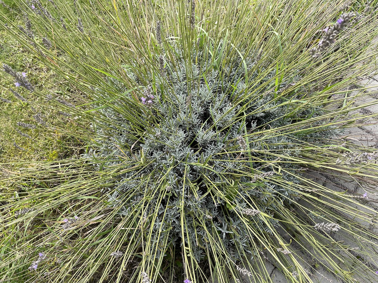 Lavender