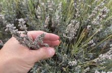 Lavender