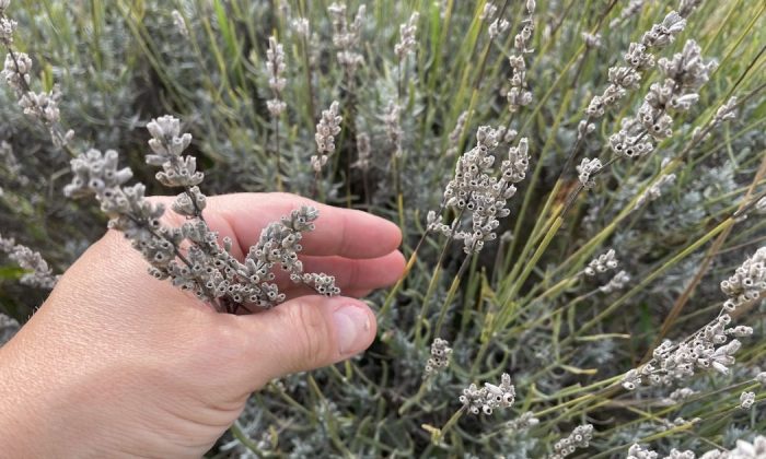 Lavender