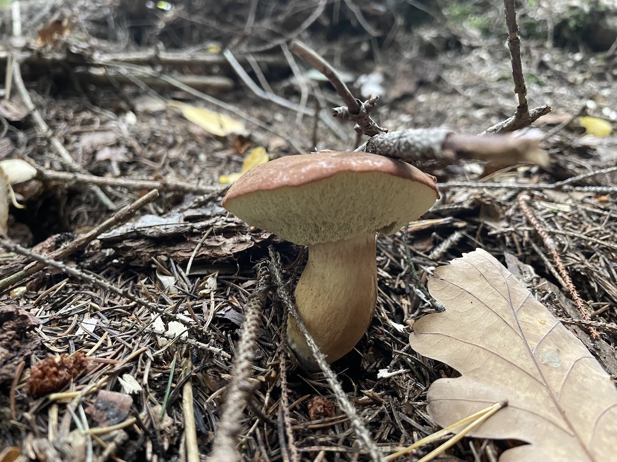 Mushroom