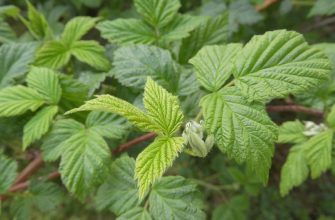 Raspberry bushes