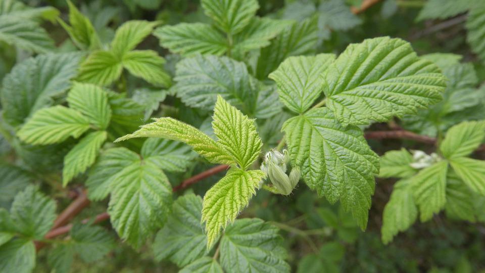 Raspberry bushes 