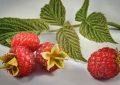 Raspberry bushes