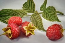 Raspberry bushes