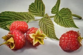Raspberry bushes