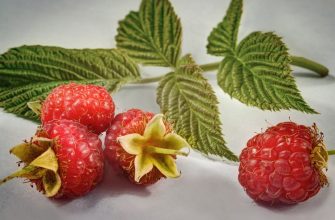 Raspberry bushes