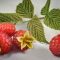 Raspberry bushes