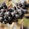 Black chokeberry