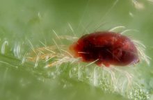 Spider mites