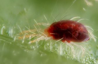 Spider mites