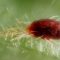 Spider mites