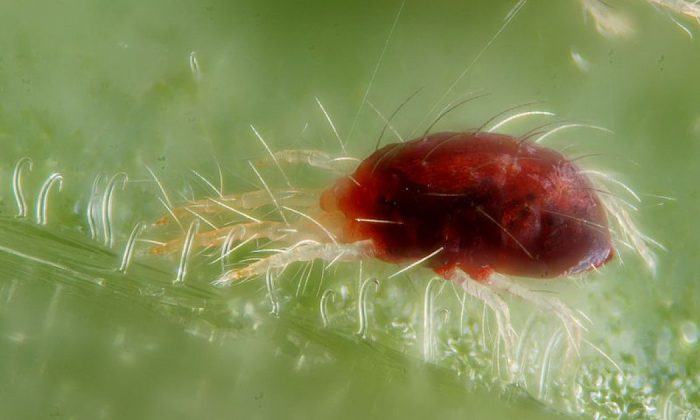 Spider mites