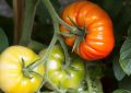 Tomatoes