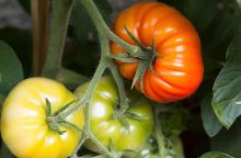 Tomatoes