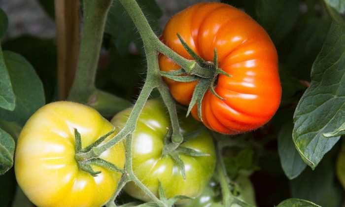 Tomatoes