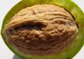 Walnuts