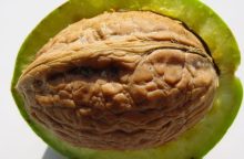 Walnuts