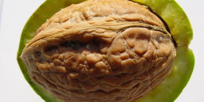 Walnuts