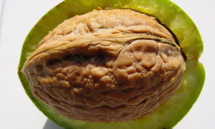 Walnuts
