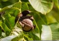 Walnuts