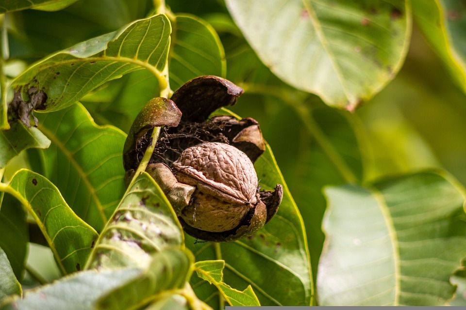 Walnuts