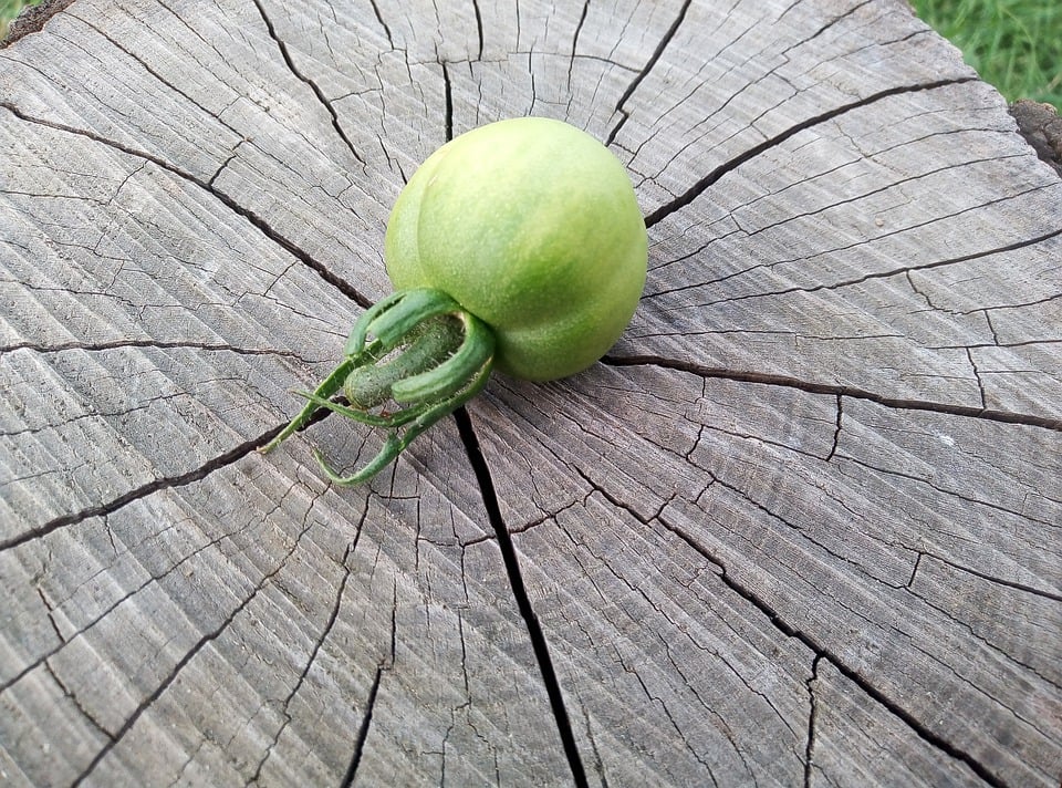 Tomatoes