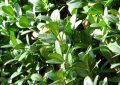 Box hedge