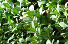 Box hedge