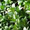 Box hedge