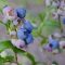 Blueberries