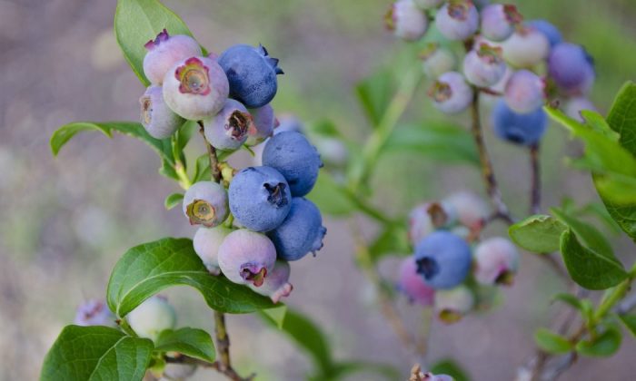 Blueberries