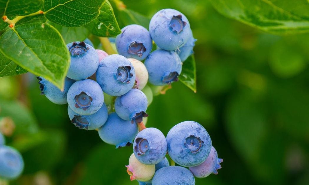 Blueberries