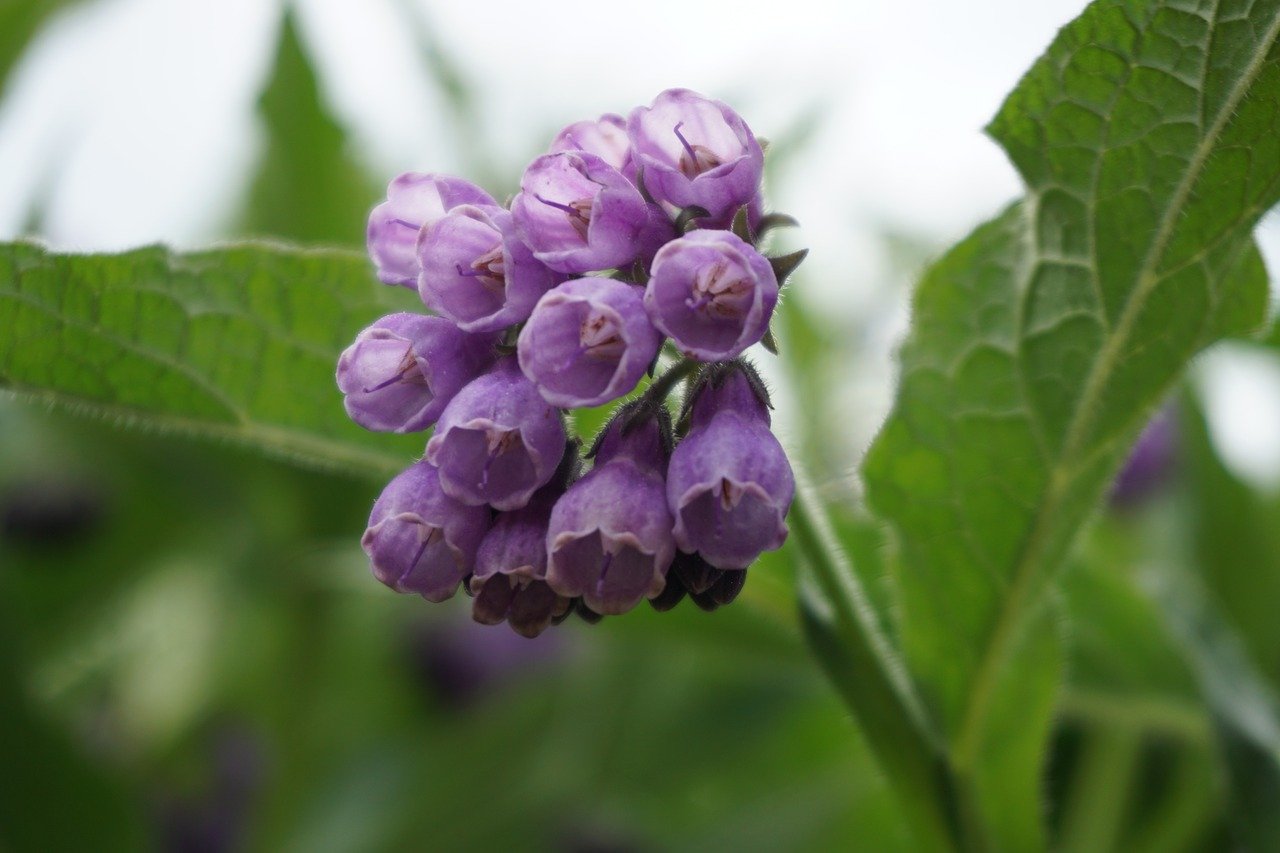Common comfrey  