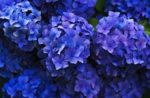 Hydrangeas