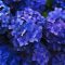 Hydrangeas
