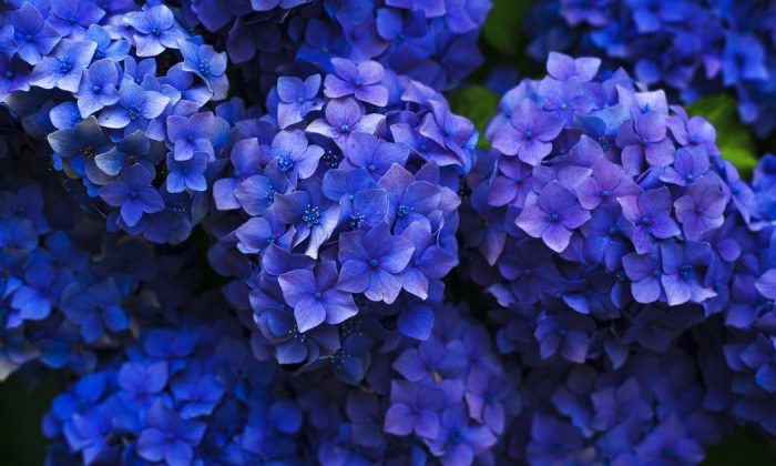 Hydrangeas