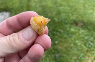 Cape gooseberry