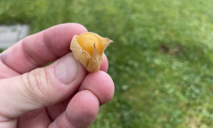 Cape gooseberry