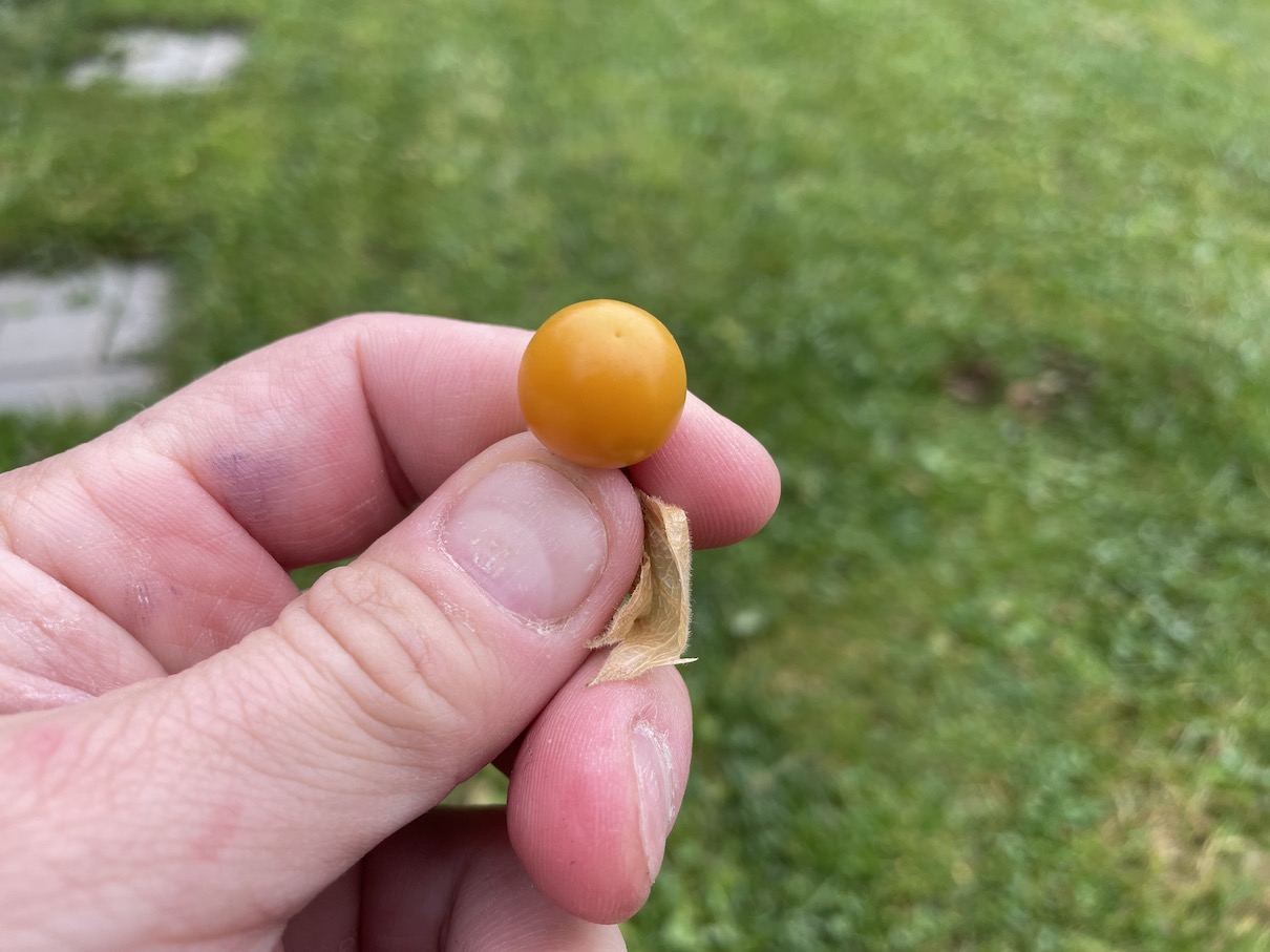 Cape gooseberry