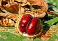 Chestnuts