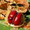 Chestnuts