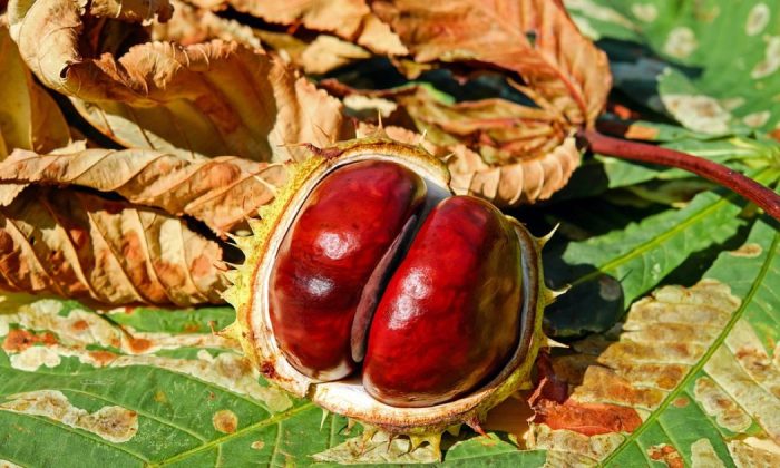 Chestnuts